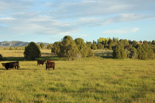 Sevier River Ranch & Cattle Company image 15